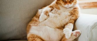 Почему упитанный питомец — не всегда признак хорошего ухода