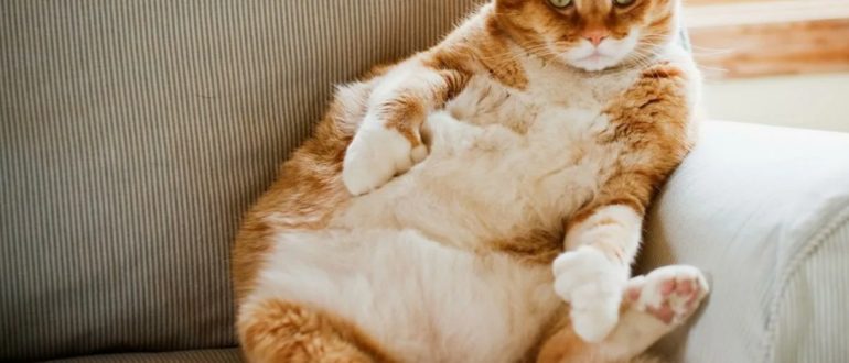 Почему упитанный питомец — не всегда признак хорошего ухода