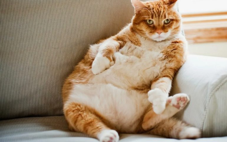 Почему упитанный питомец — не всегда признак хорошего ухода